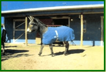 donkey blanket