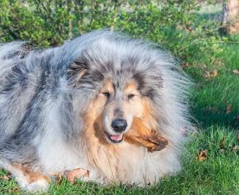 mastication chien