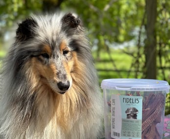 Bâtons à mâcher chien