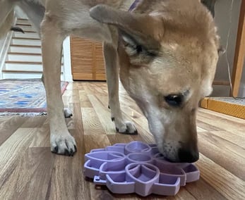 gamelles pour chien