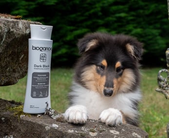 shampooings pour chien