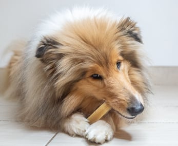 fromage de l'Himalaya Chien