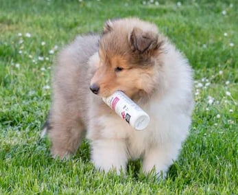 soins spécifiques pour chien