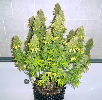 Cannabis Flowering Plant