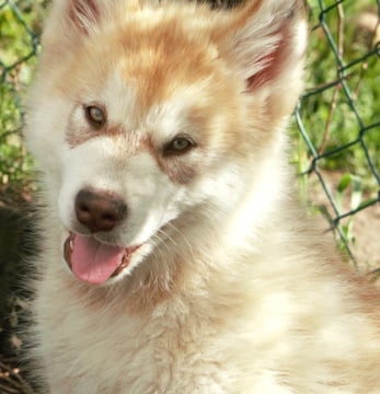 cucciolo rosso bianco di 3 mesi di alaskan malamute
