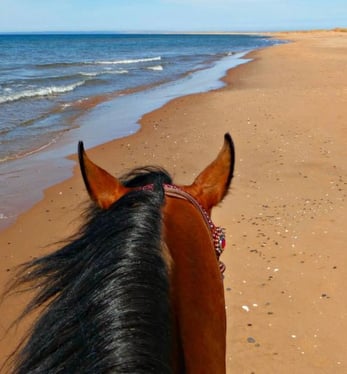 Horseback riding