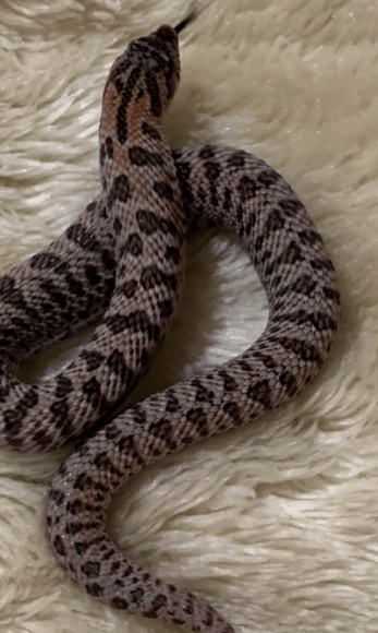 Colorful Sable Hognose