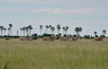 Zebra Migration in the Makgadikgadi Saltpans, Botswana