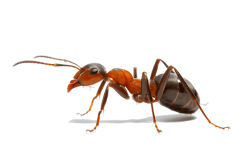 fourmis charpentière