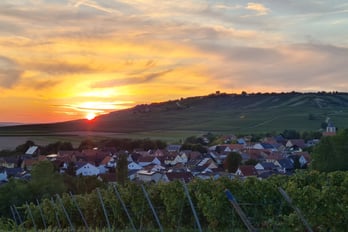 Rheinhessen, Weinberg, Sonnenuntergang