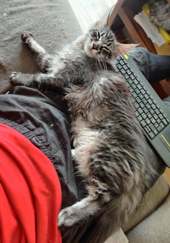 maine coon black silver