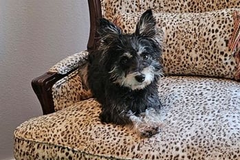 Image of a Miniature Schnauzer on an easy chair looking at the camera.