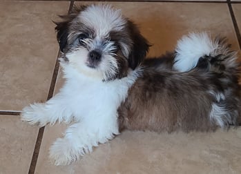 MalShi Maltese MaltiPoo Puppy in Texas