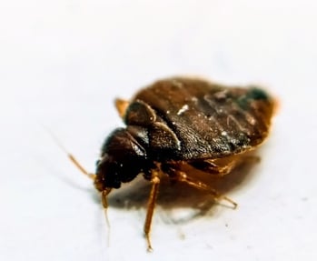 full-size red and brown adult bed bug