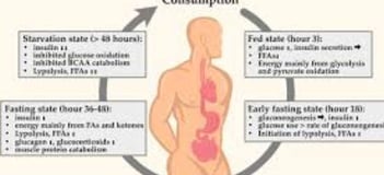 a diagram of a diagram of the human body wt loss and diabetes