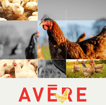 collage de gallinas y pollos