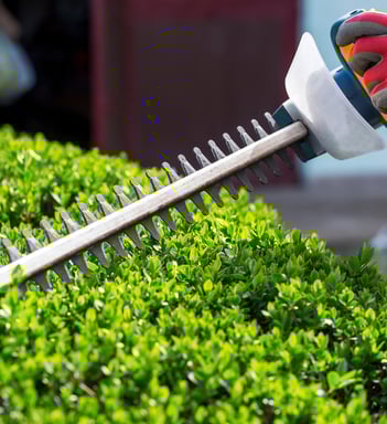 a person wearing gloves and gloves is trimming a hedge hedge