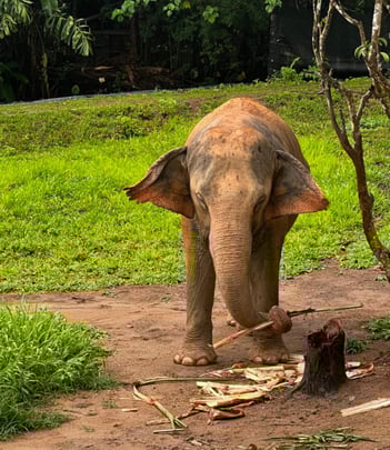 An Asian elephant eating sugar cane