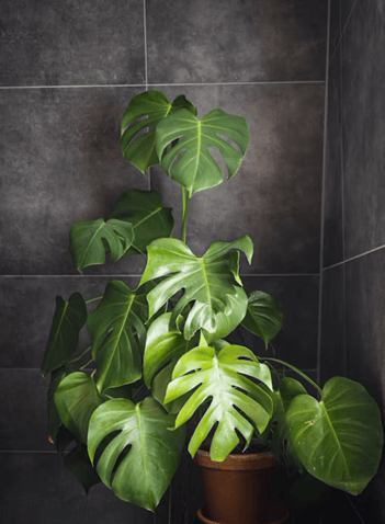 Plantes vertes pour la touche zen de la salle de bain