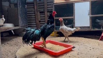 Foto Indukan Ayam
