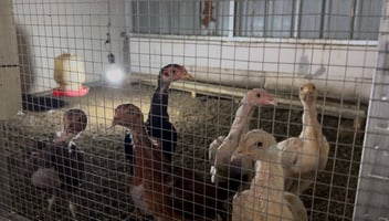 Foto Anak Ayam