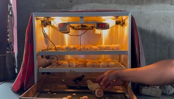 Foto Penetas Telur