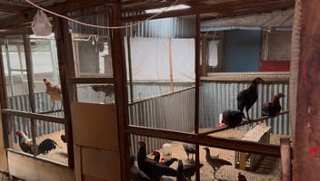 Foto Kandang Ayam