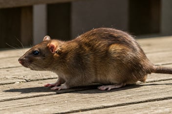 rat dans le plafond