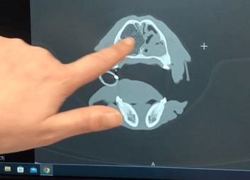 A CT scan showing destroyed turbinates in a dog's nose