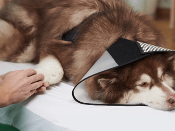Magnétisme animal