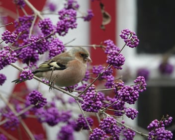 Native plants Williamsburg VA. Photo by Patrick Droog via Pexels.