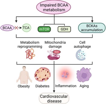Impaired BCAA metabolism leads to less BCAA translocation into the TCA, activating mTOR and GDH path