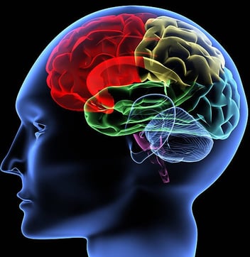 diagram of brain