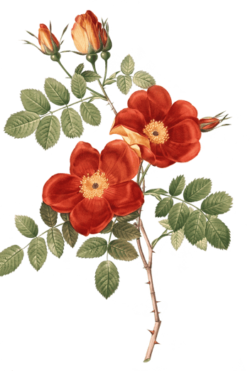 Vintage botanical illustration of a sprig of orange roses and rose buds.