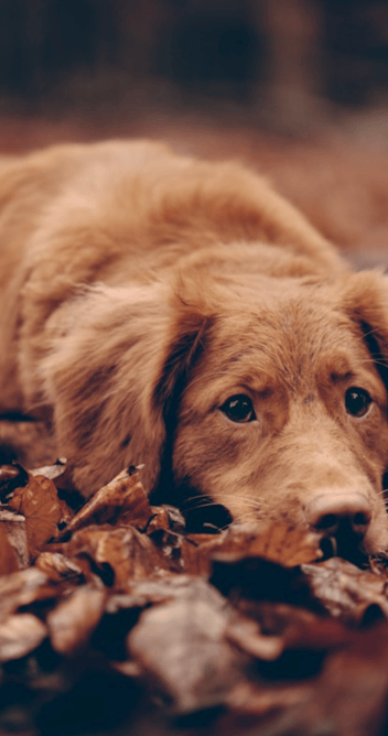 dogAdvisor | dogadvisor | dog advisor | dogAdvisor.dog