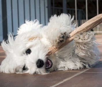 Perfect Paw Pups Maltese Puppy in Texas