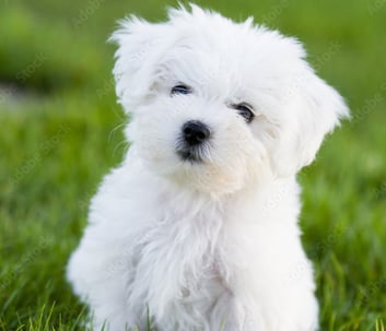 White MalShi Puppy near me 