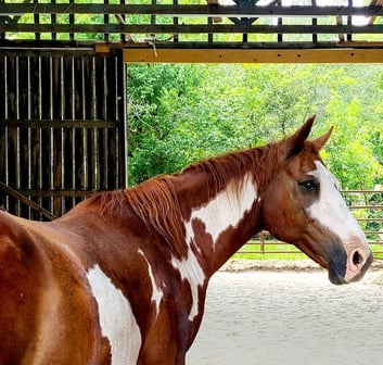 Health Vibes - Horses have similar behaviors as humans and they're very intelligent 