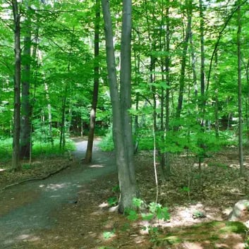 Boisé Tequenonday, sentier.