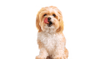 Learn with Puppy logo