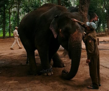 a man cleaning a Elephant in Sakrebyle Elephant Camp