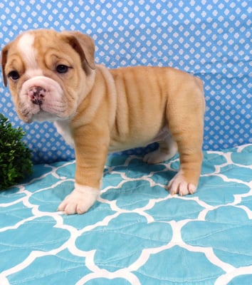 baebull puppies for sale