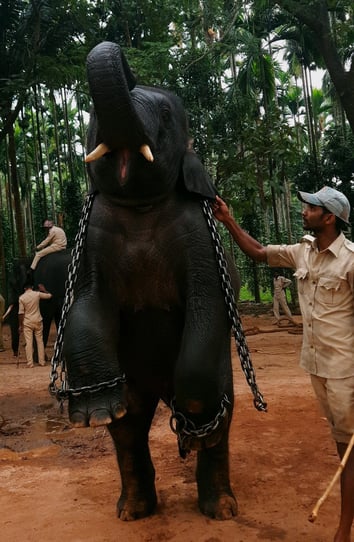Appu an elephant named after Actor Puneeth Rajkumar in Sakrebyle Eleph
