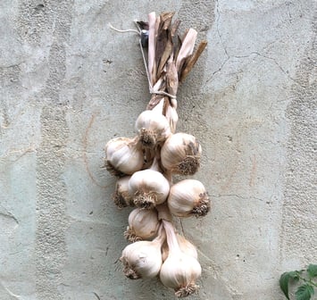 Plaited garlic from our garden