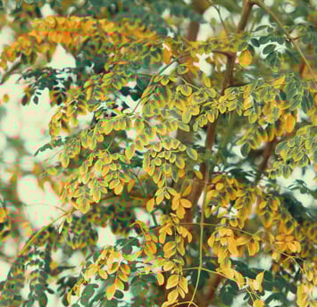  Moringa Plant, moringa super plant, natural supplement