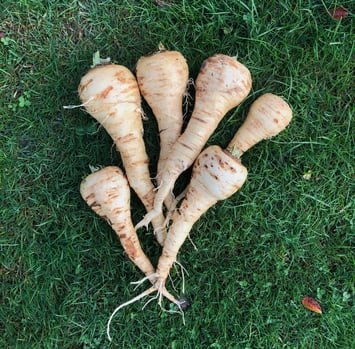 Our parsnips