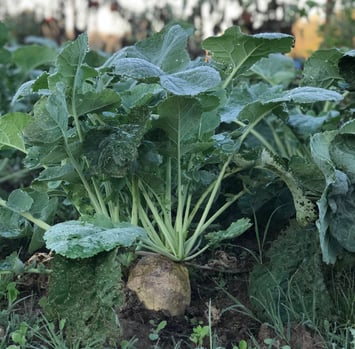 Rutabaga Swede we grow