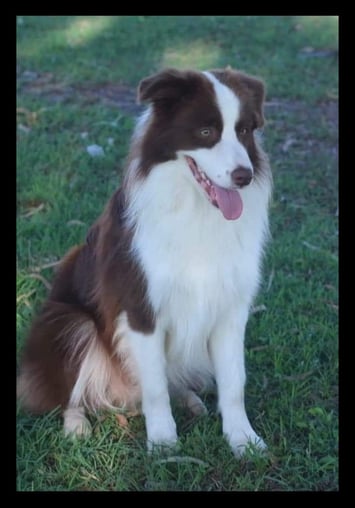 chocolate and white border collie stud dog 