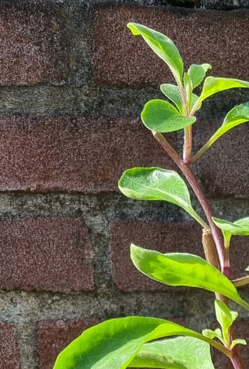 Gynura Procumbens