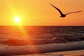 Oiseau volant au coucher du soleil sur la plage